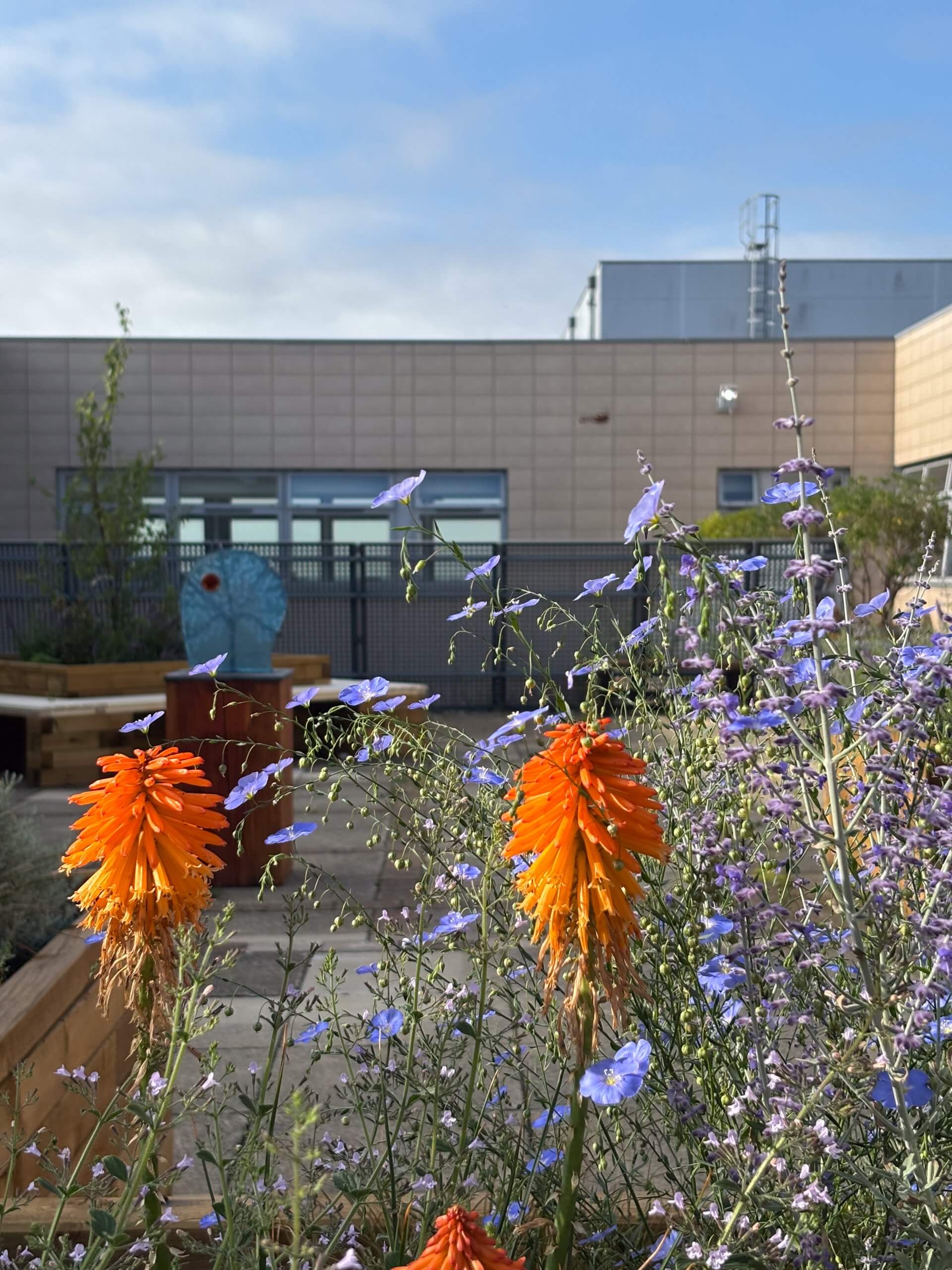 Planting against fence